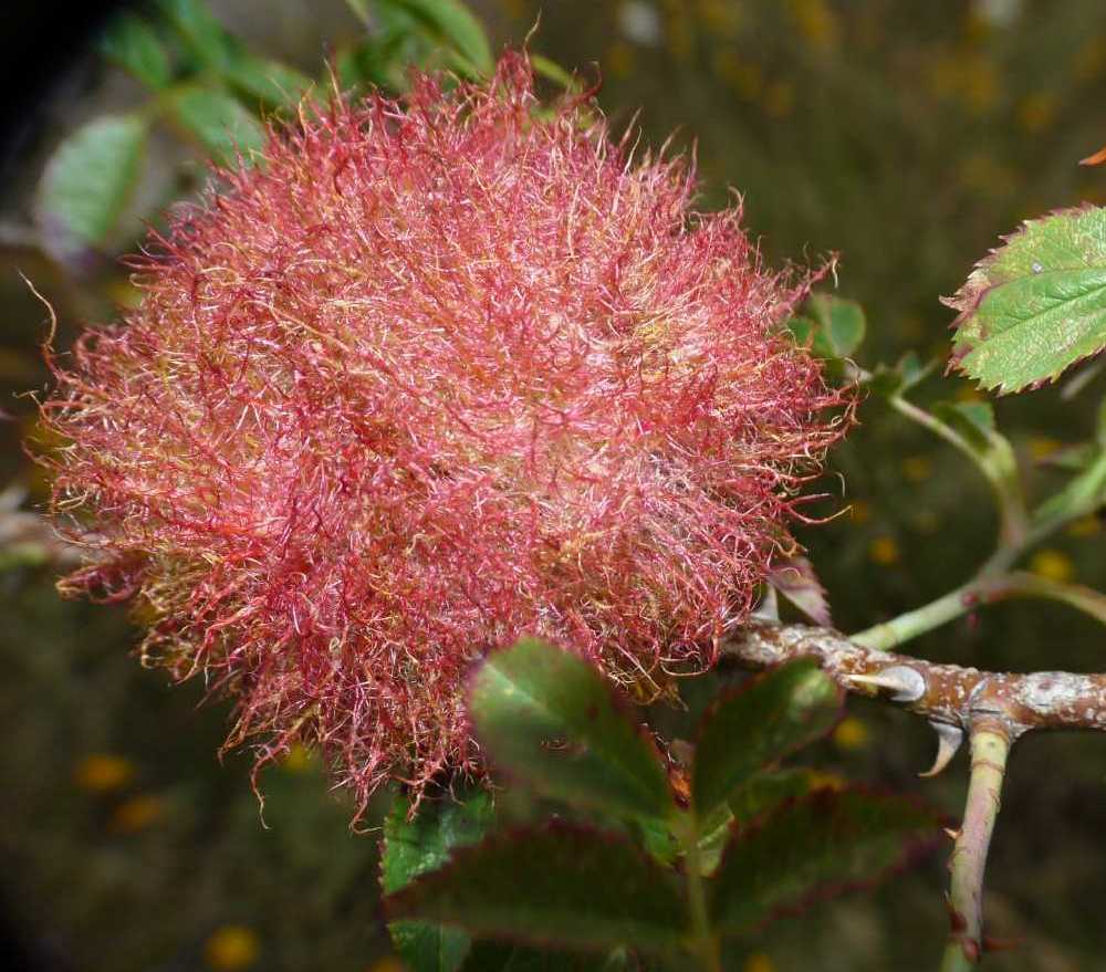 Galle di Diplolepis rosae